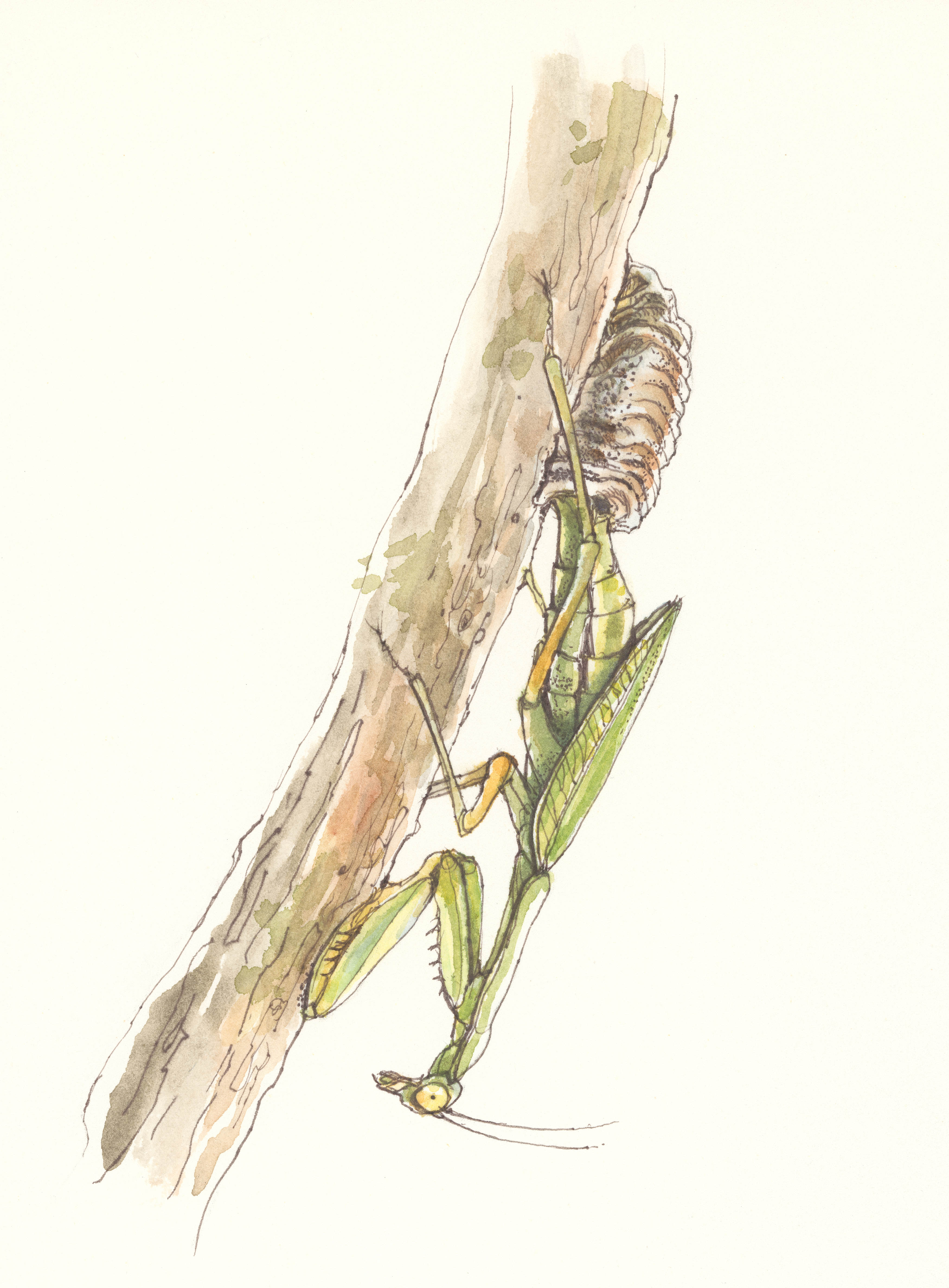 Kladení ootéky. Ilustrace: Eva Göndorová