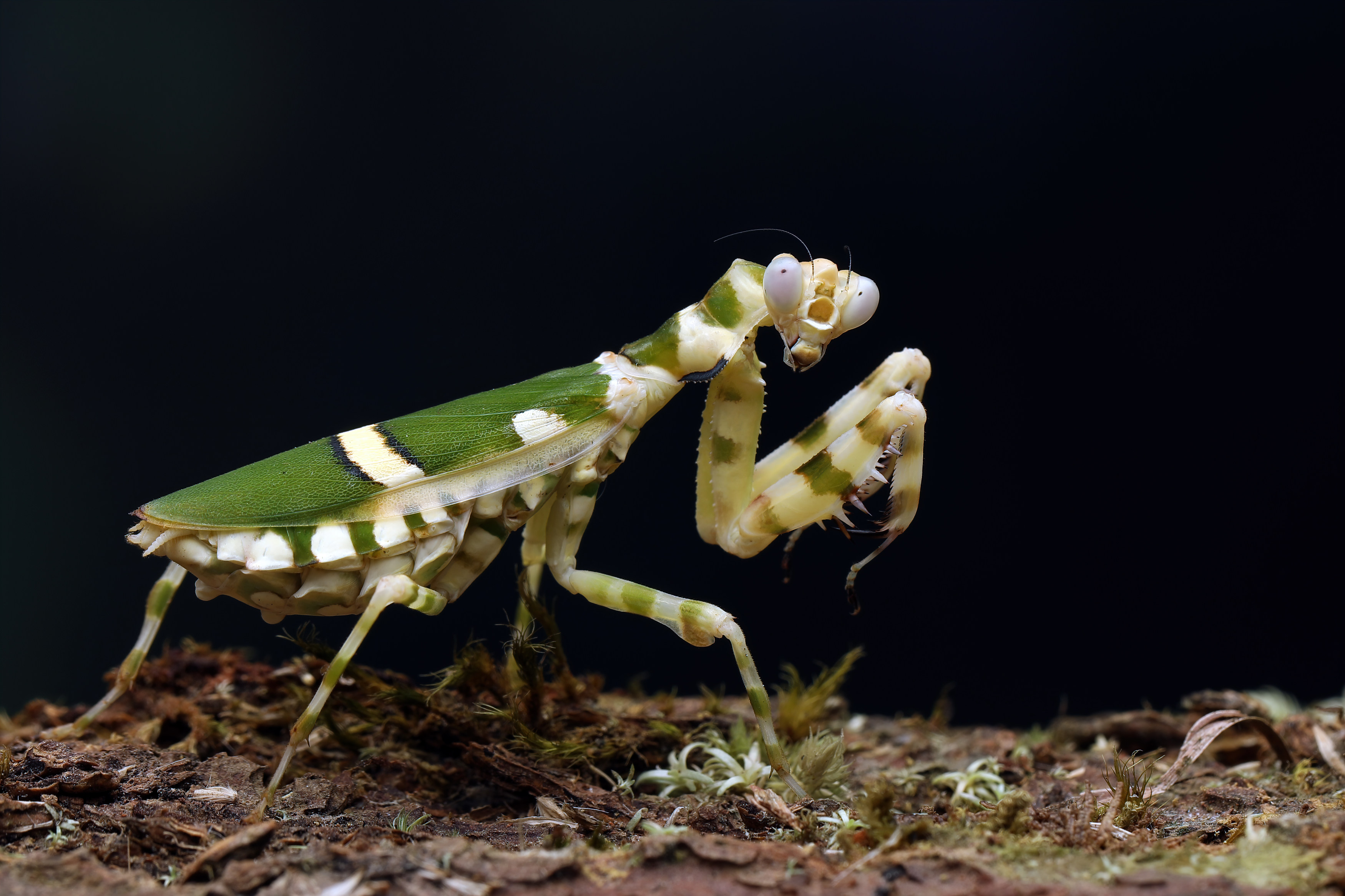 Zástupce asijského kontinentu: Theopropus elegans. Foto: Lauren Suryanata / Shutterstock