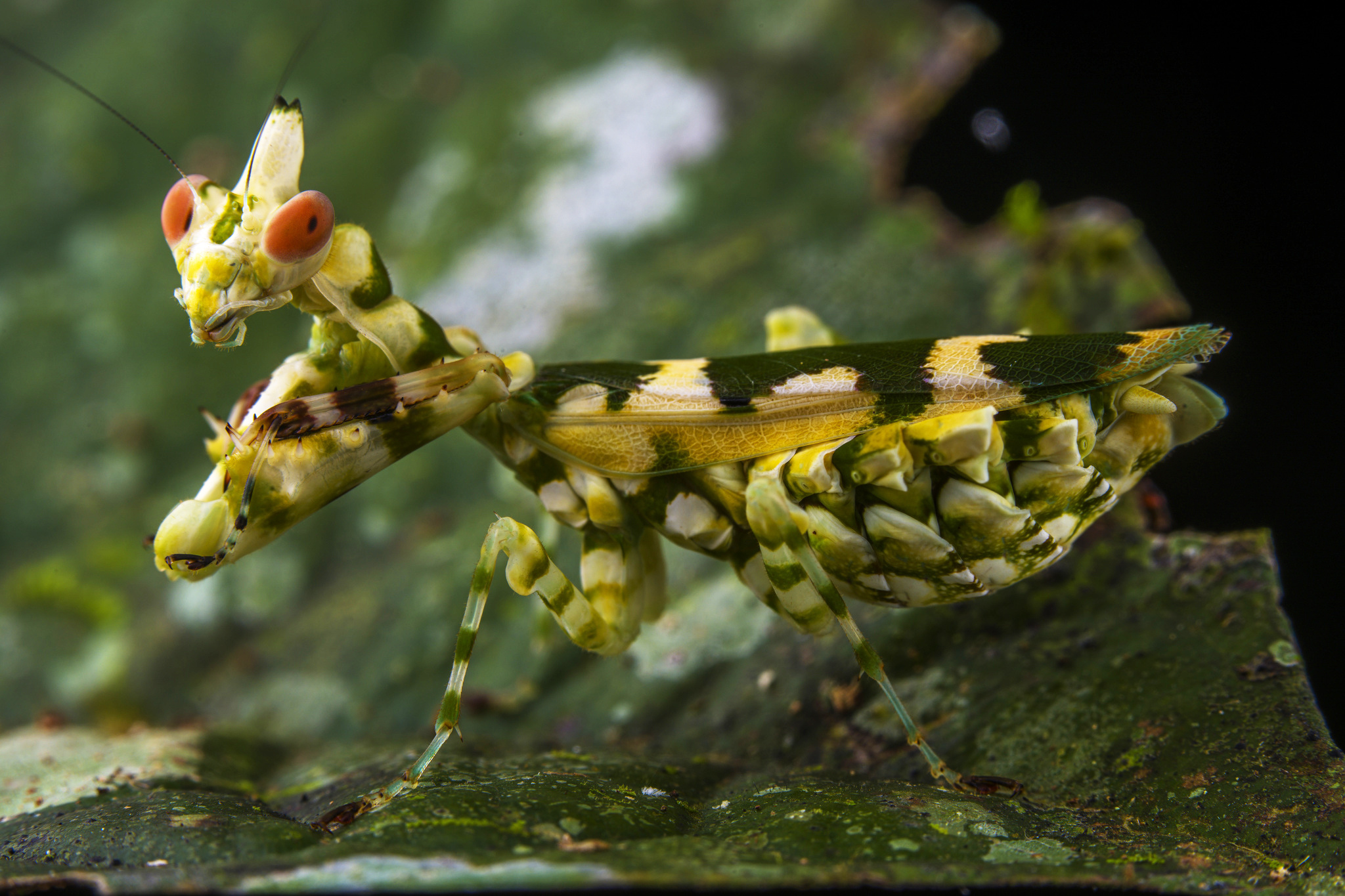 Kudlanka z Jižní Ameriky: Callibia diana. Foto: gonzalonazati / iNaturlist CC BY-NC 4.0