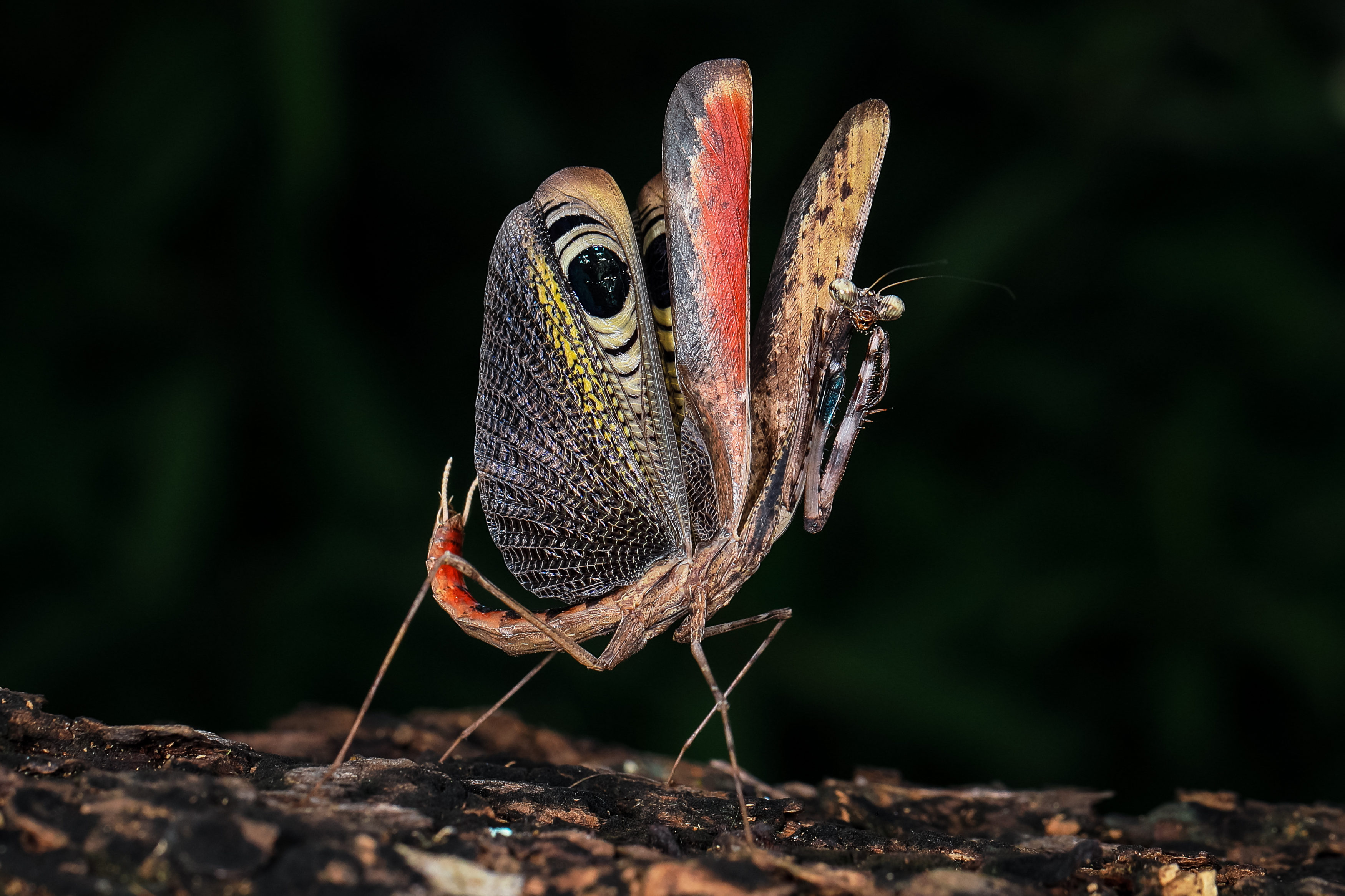 Zastrašující postoj kudlanky Pseudempusa pinnapavonis. Foto: sippakorn / Shutterstock