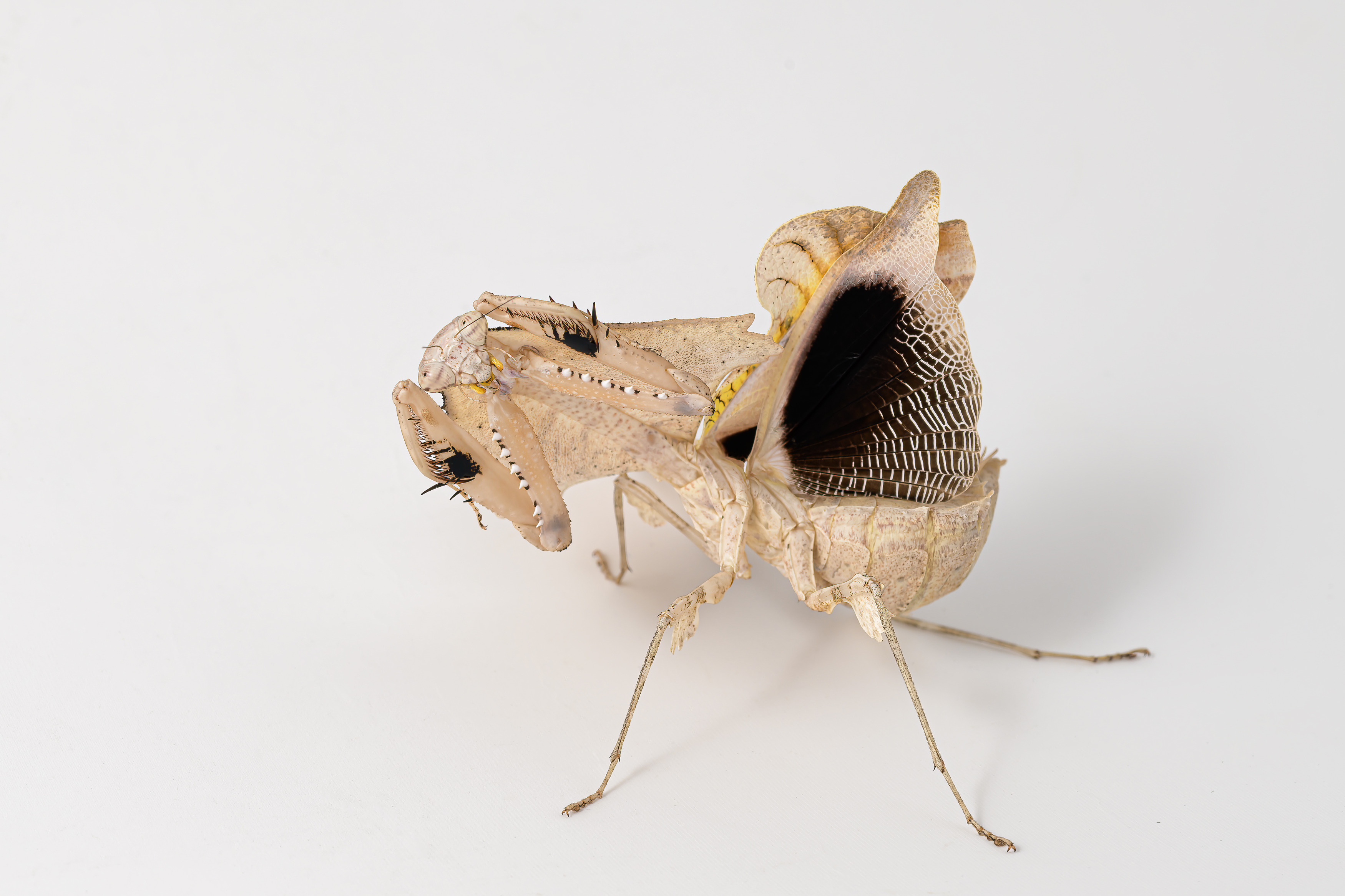 Zastrašující postoj kudlanky Deroplatys trigonodera. Foto: Petr Hamerník, Zoo Praha
