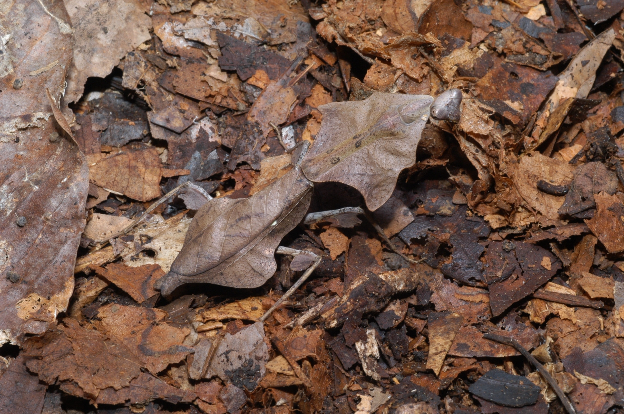 Deroplatys lobata napodobuje v podrostu suché opadané listy. Foto: JenuineLtd / Shutterstock