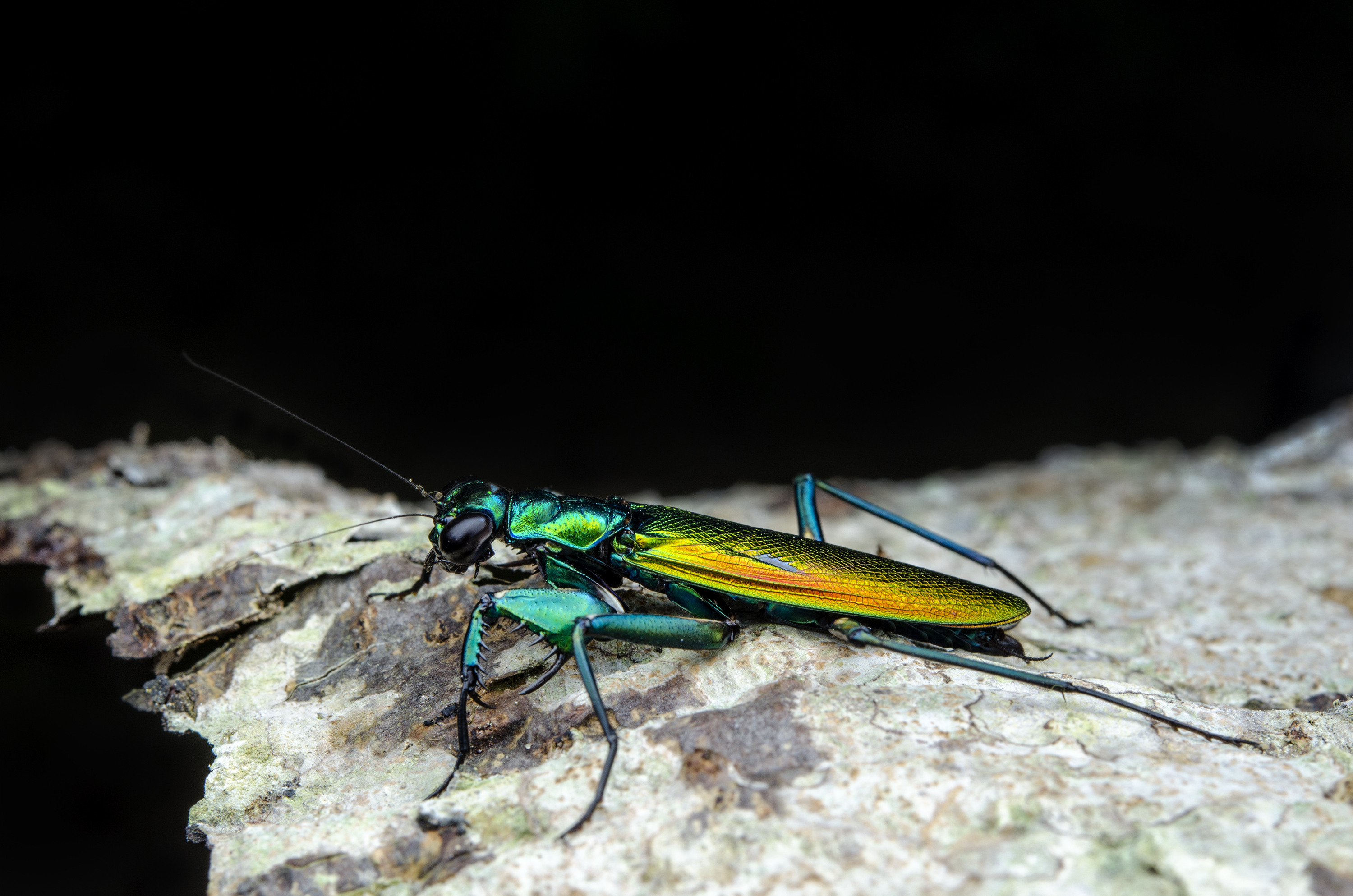 Asijská kudlanka Metallyticus splendidus imituje bodavý hmyz. Foto: Norjipin Saidi / Shutterstock