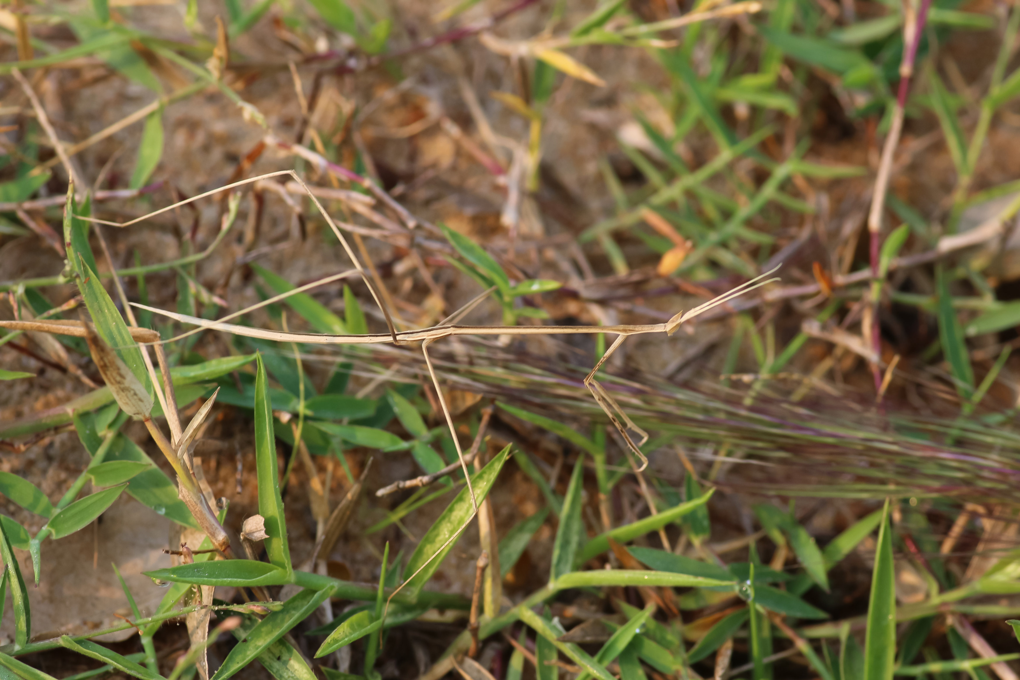 S travním porostem splývají pakobylkám podobné kudlanky rodu Schizocephala. Foto: Vojtěch Víta, Zoo Praha