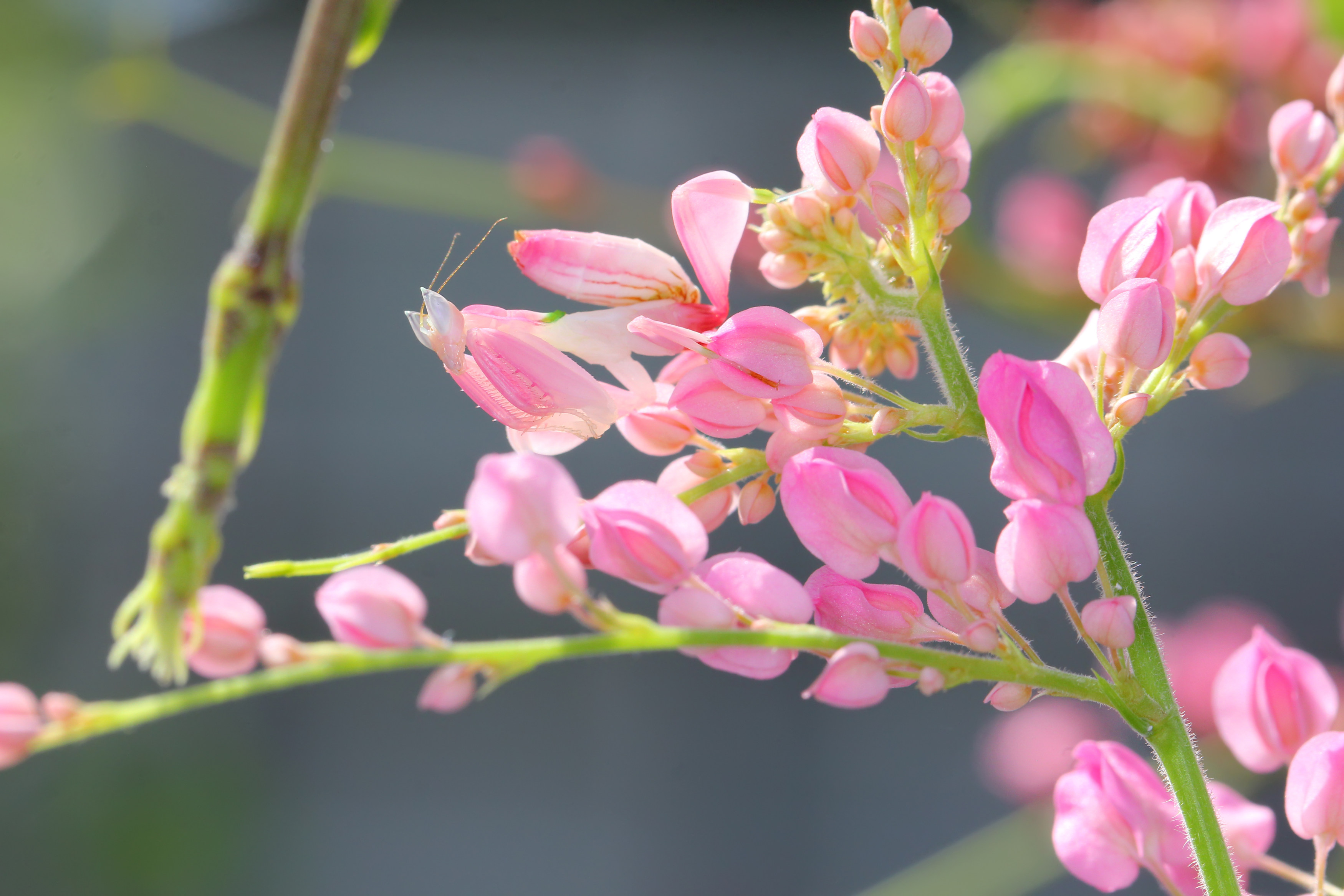 Kudlanky rodu Hymenopus jsou jedněmi z druhů, které napodobují květy. Foto: Pong Wira / Shutterstock