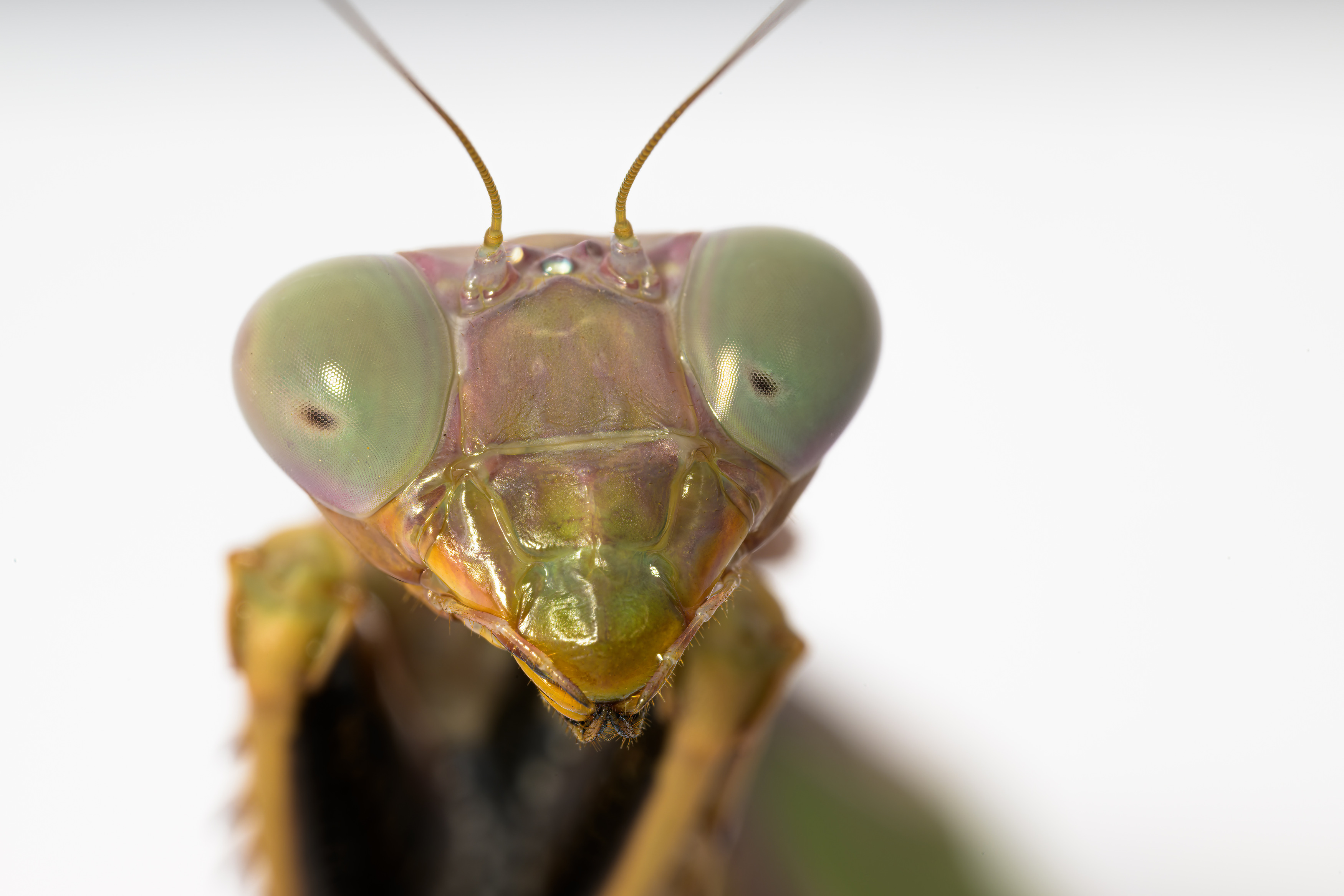 Otočná hlava a složené oči poskytují predátorovi dokonalý rozhled: Foto: Petr Hamerník, Zoo Praha