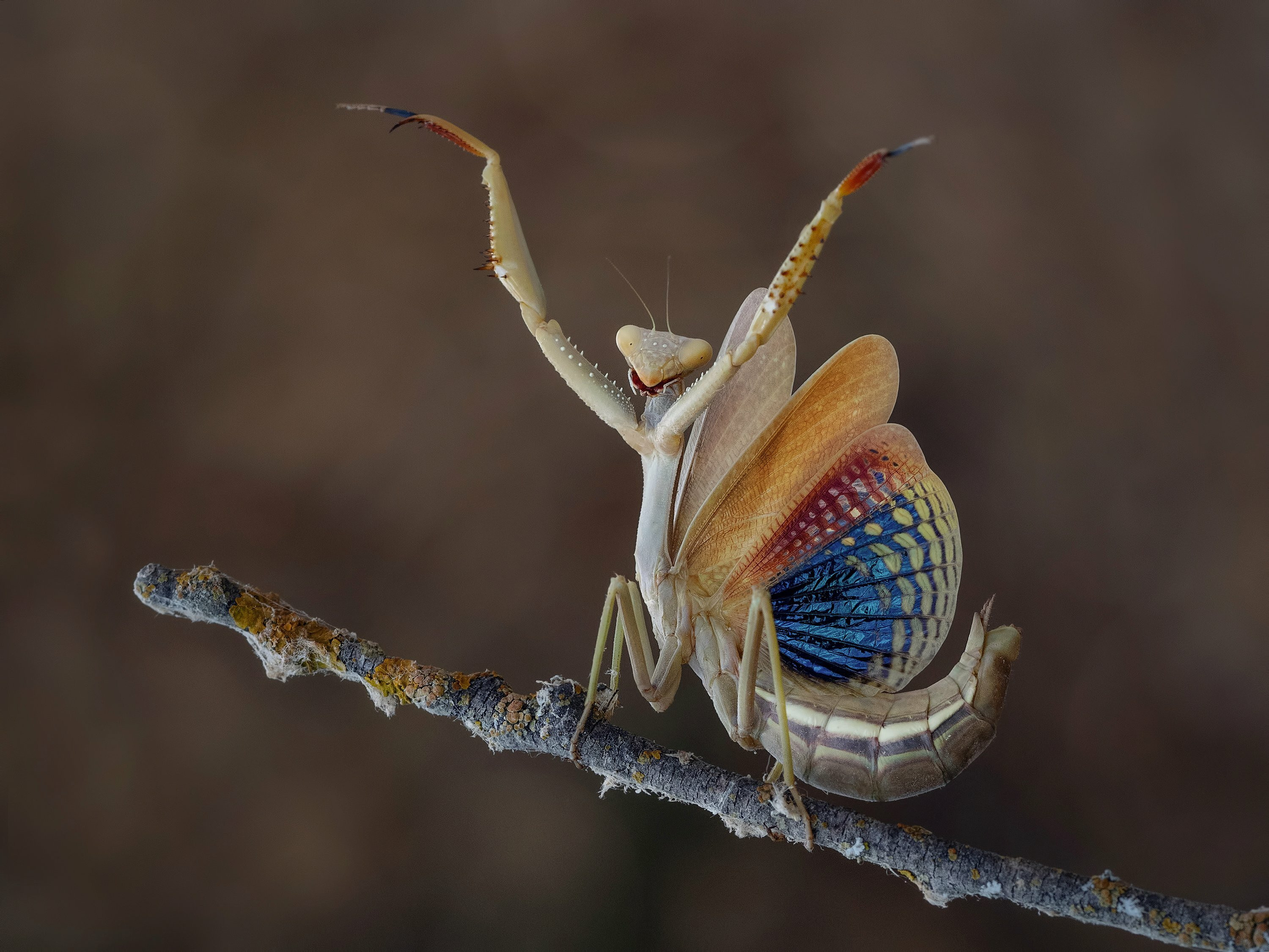 Iris oratoria