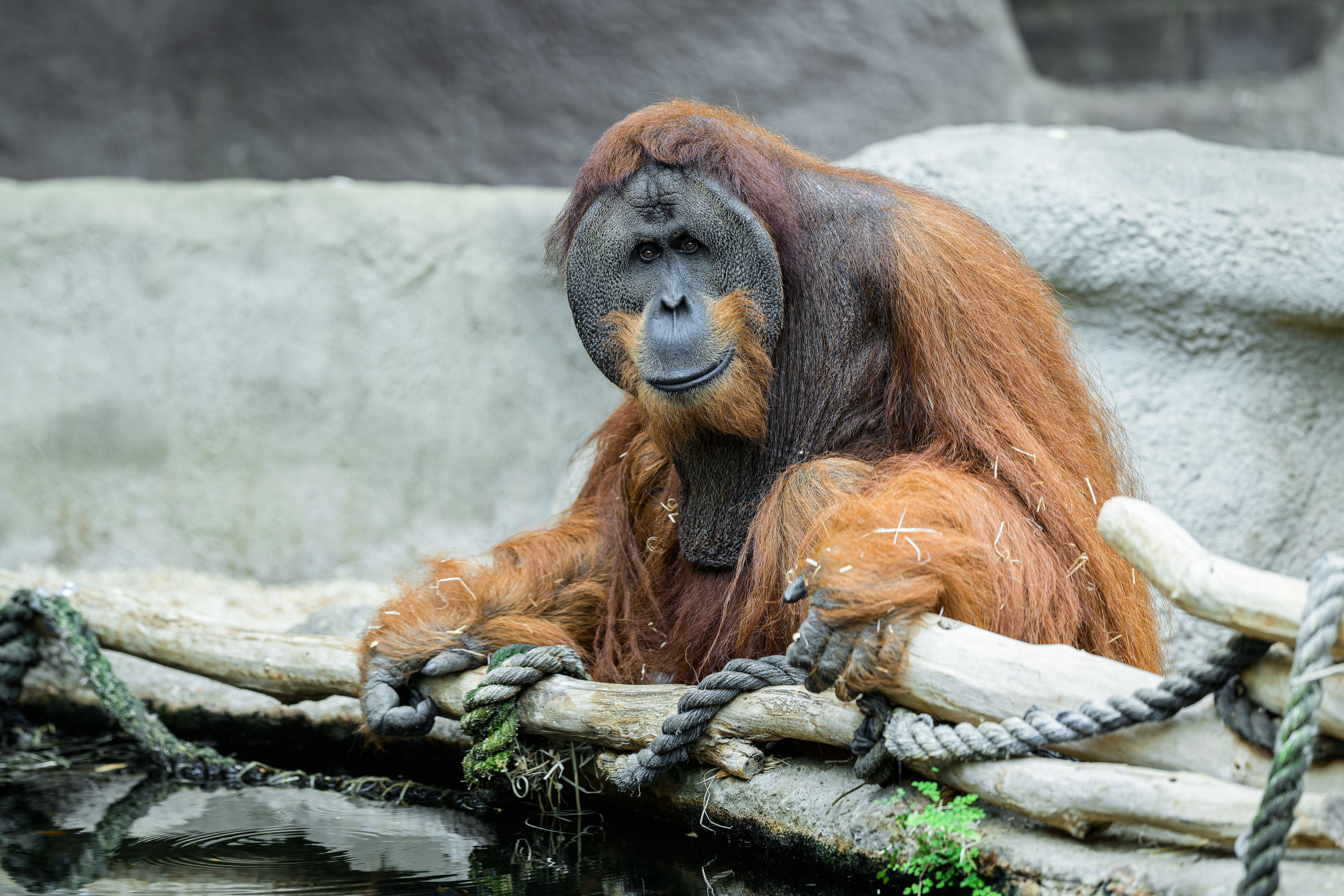 Orangutan sumaterský Pagy v pavilonu Indonéská džungle. Foto: Petr Hamerník, Zoo Praha