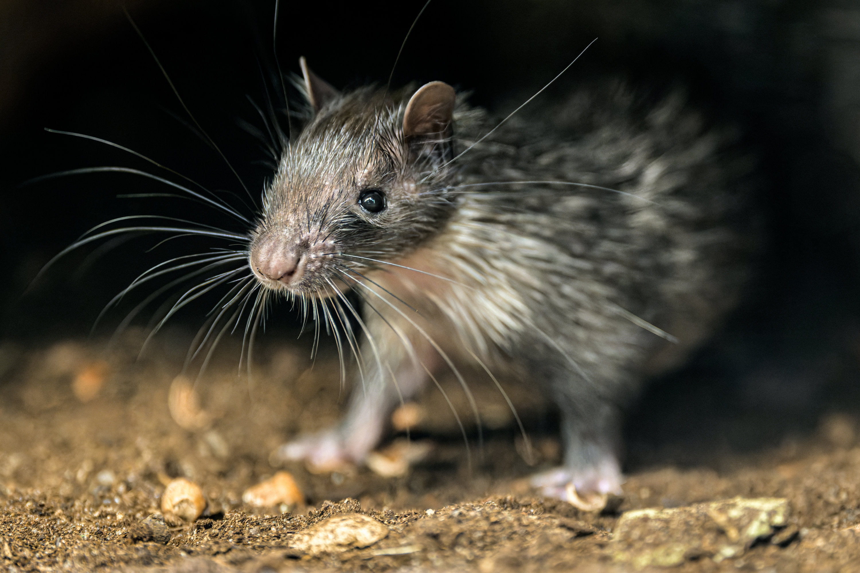 Mláďata se rodí s tělem pokrytým srstí a měkkými zárodky ostnů, které na vzduchu následně ztvrdnou. Foto: Petr Hamerník, Zoo Praha