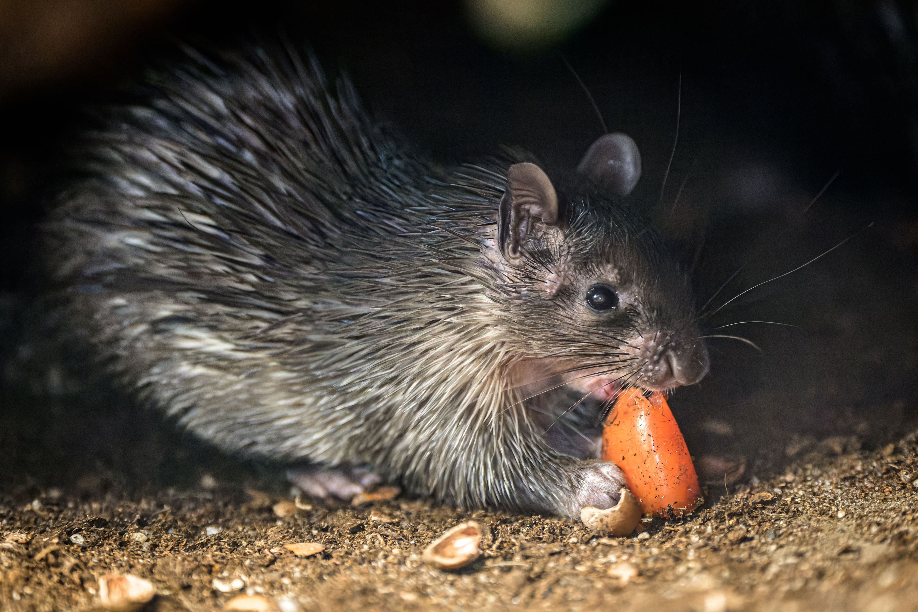 Mládě již ochutnává potravu dospělých, stále je však závislé na mateřském mléce. Foto: Petr Hamerník, Zoo Praha