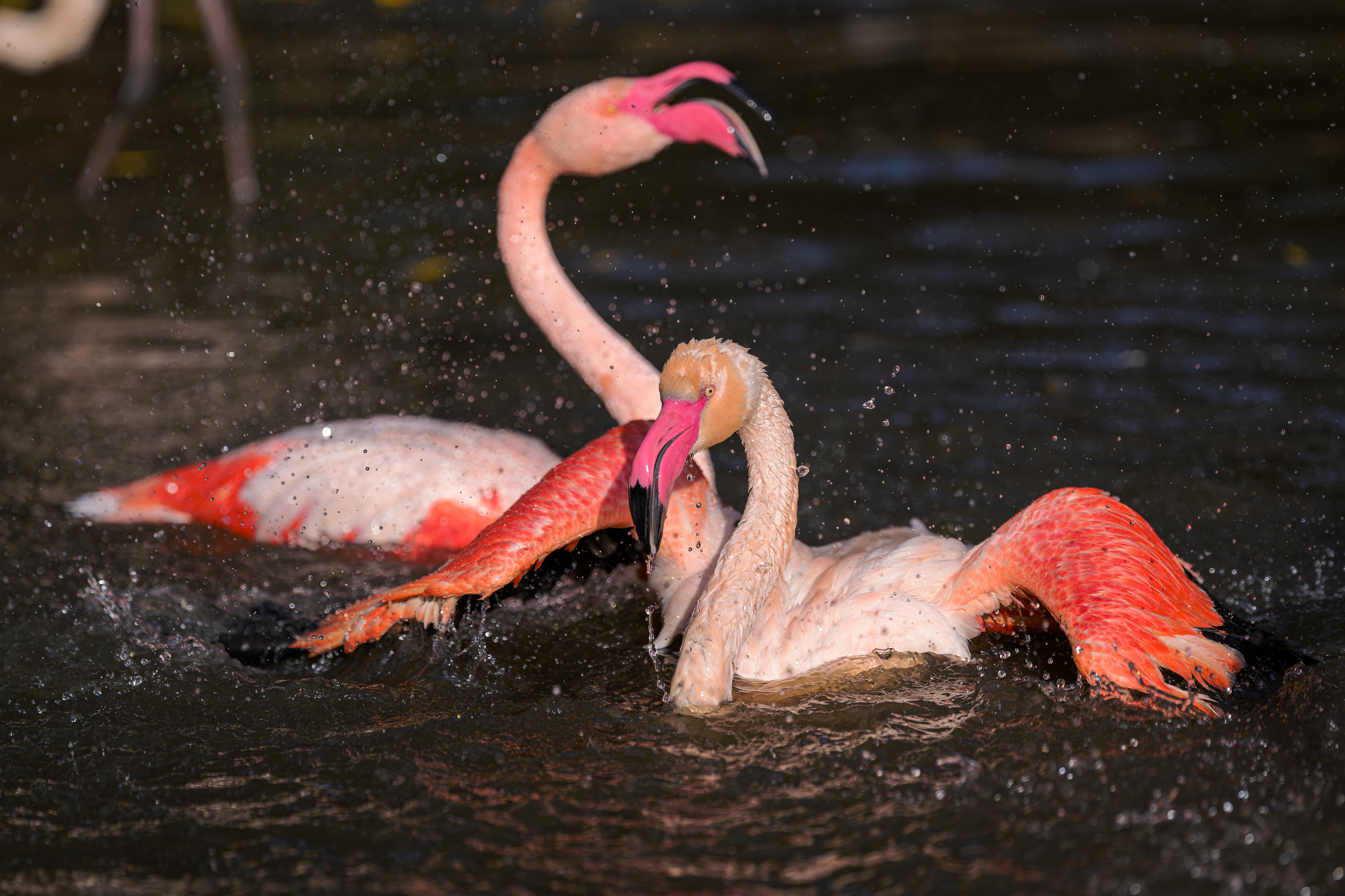Plameňák růžový v pražské zoo. Foto: Petr Hamerník, Zoo Praha