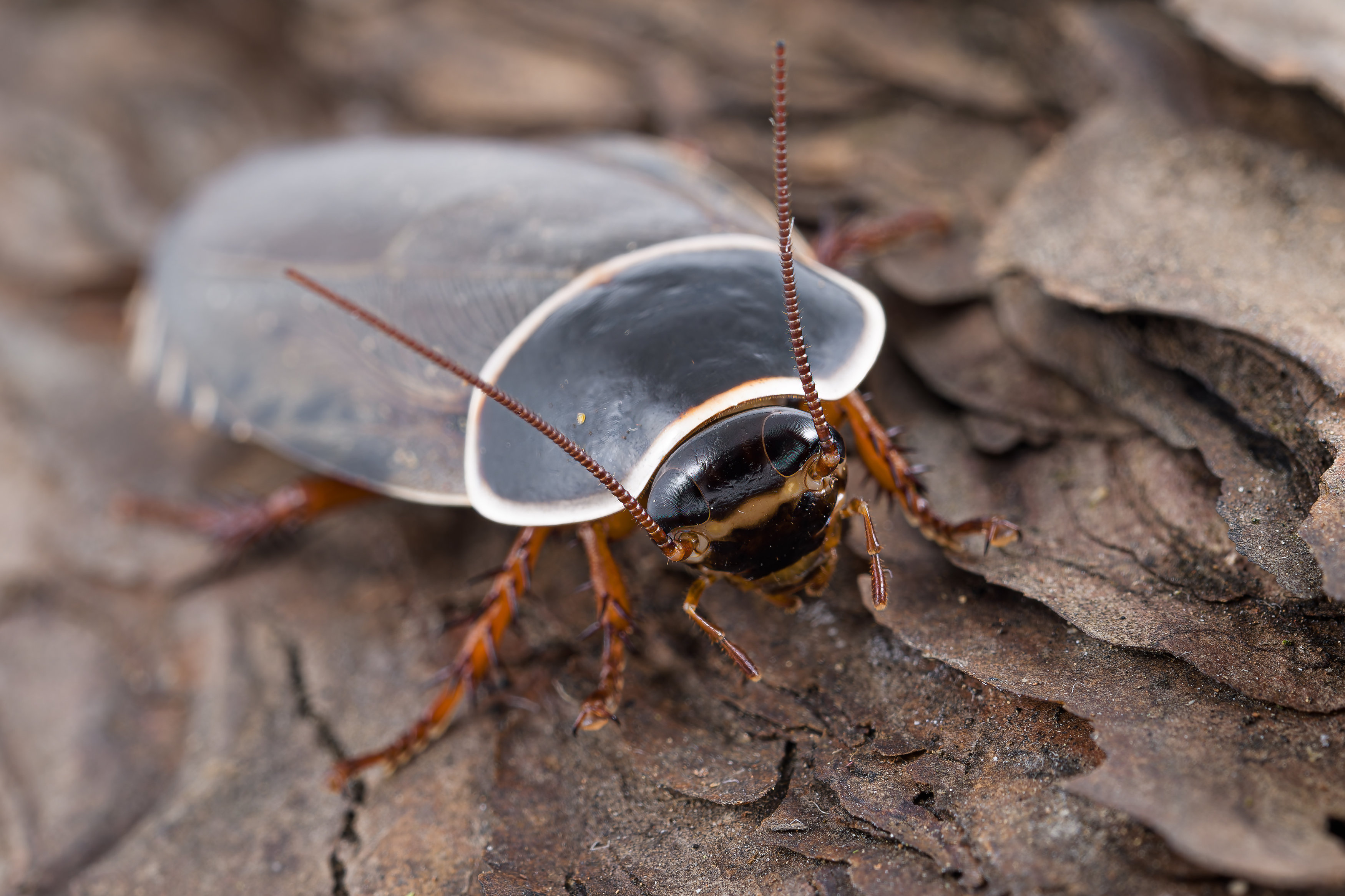 Šváb simandojský. Foto: Petr Hamerník
