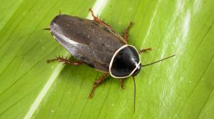 Šváb simandojský. Foto: Petr Hamerník