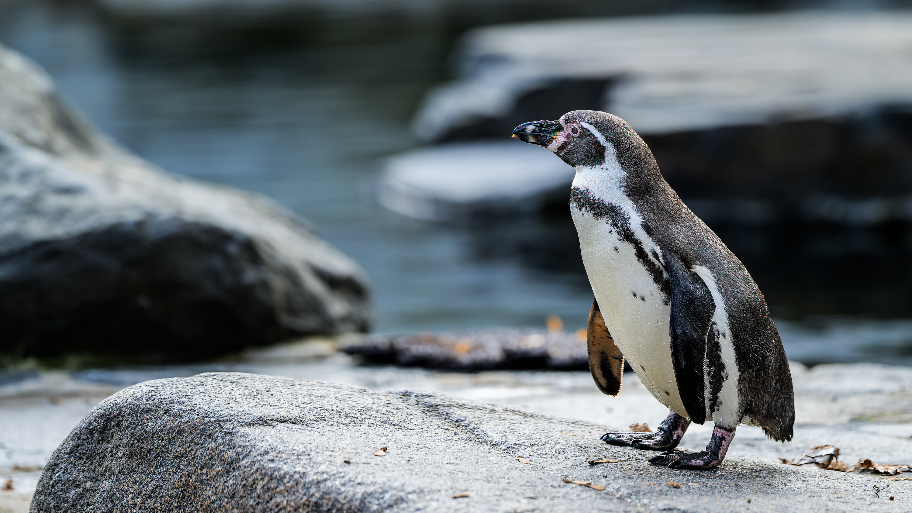Samice tučňáka Humboldtova. Foto: Petr Hamerník