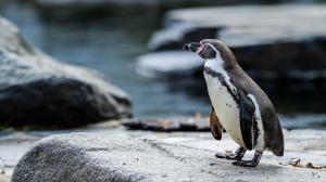 Samice tučňáka Humboldtova. Foto: Petr Hamerník