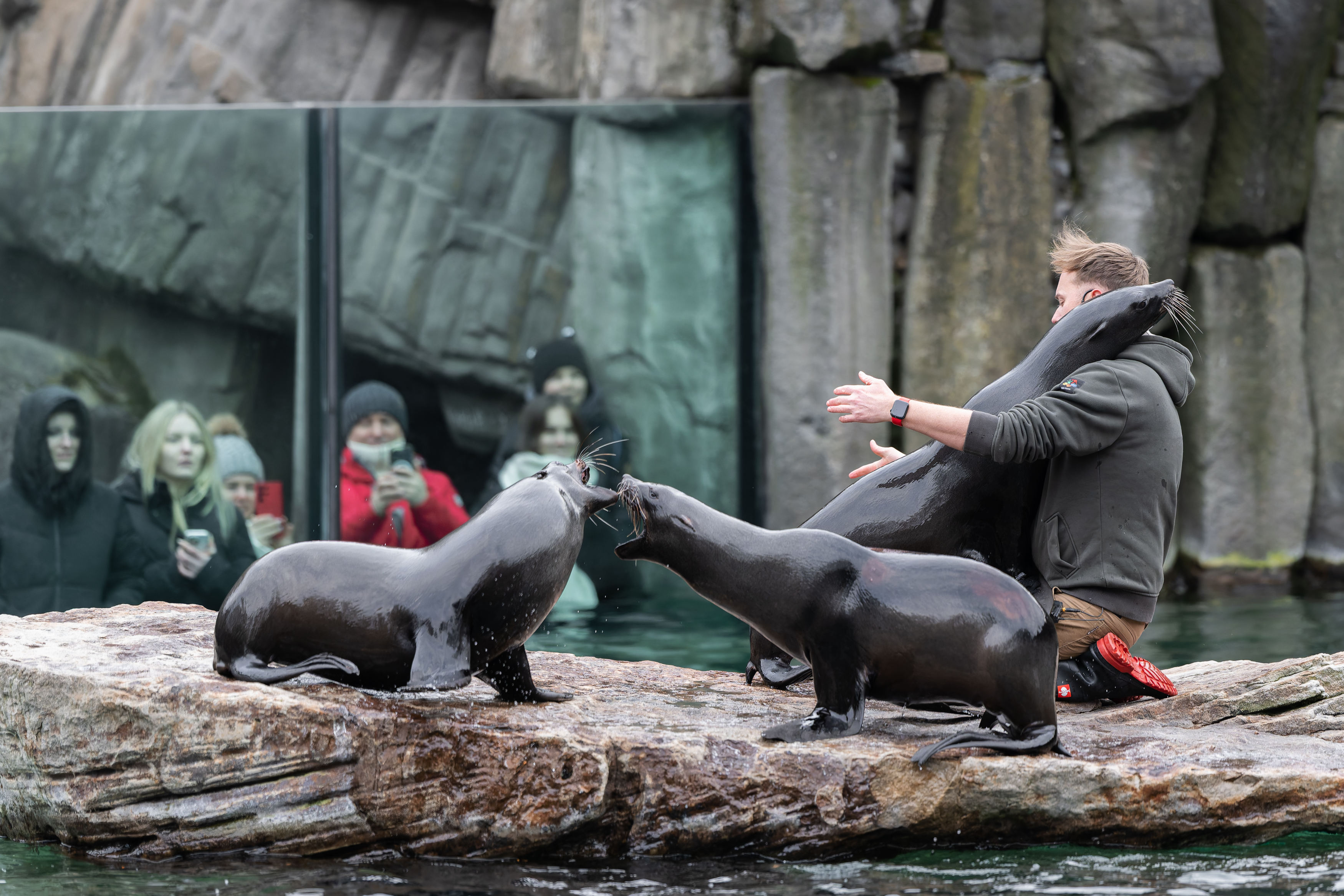 Během 95. výroční slavnosti Zoo Praha proběhne také sváteční trénink lachtanů. Foto: Petr Hamerník, Zoo Praha