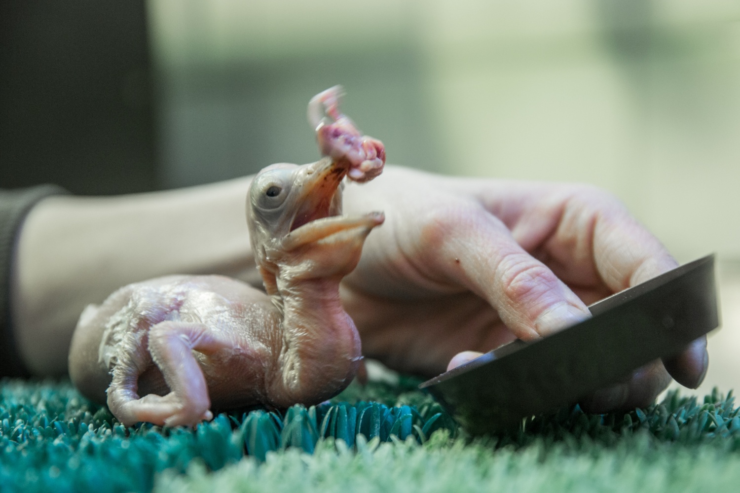 Odchovat mládě pelikána skvrnozobého, jednoho z nejvzácnějších druhů pelikánů, je velice náročné. Foto: Václav Šilha, Zoo Praha.