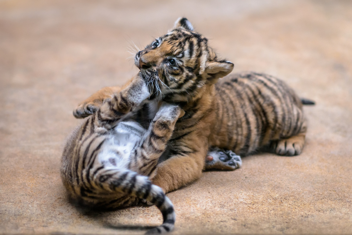 Vzácná mláďata tygra malajského dostanou v neděli v pražské zoo jména od kmotrů ze skupiny Laura a její tygři. Foto: Petr Hamerník, Zoo Praha