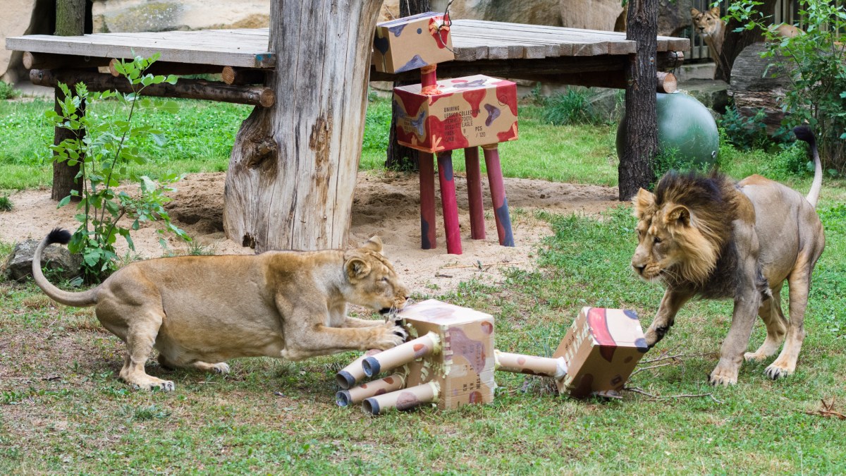 Naši lvi si již na piňatu brousí zuby a drápy. Do výběhu bude spuštěna v sobotu ve 13 hodin. Foto: Petr Hamerník
