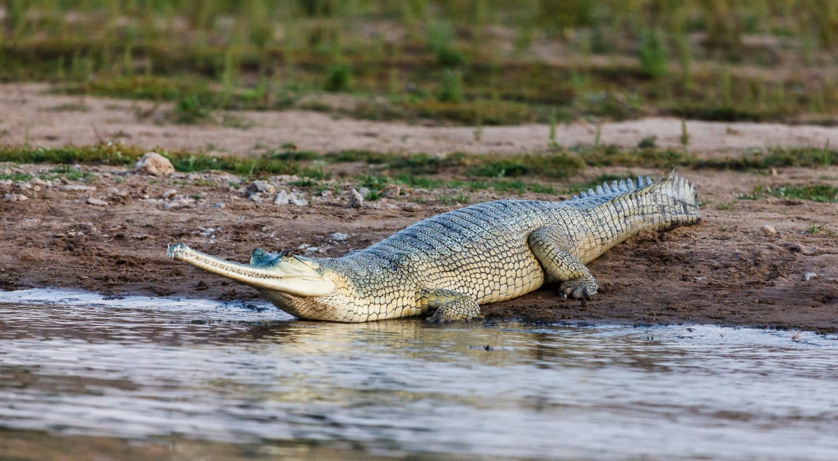 In the wild, the gharial is critically endangered and Prague Zoo is engaged in its conservation. Photo: Miroslav Bobek, Prague Zoo