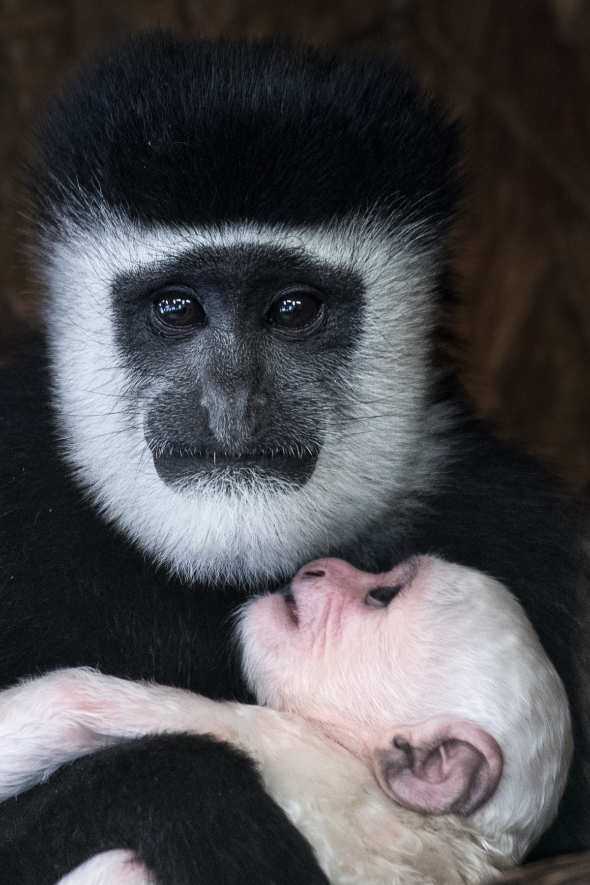 Mládě guerézy pláštíkové mohou vidět návštěvníci pražské zoo na Opičích ostrovech. Foto: Vít Lukáš, Zoo Praha