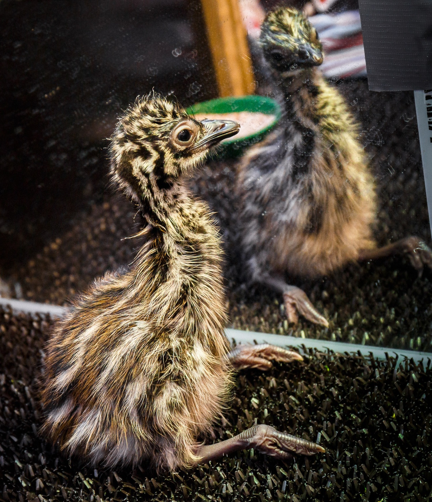 Mládě emu hnědého vzešlo z posledního, „vánočního“ vejce. Foto: Miroslav Bobek, Zoo Praha.