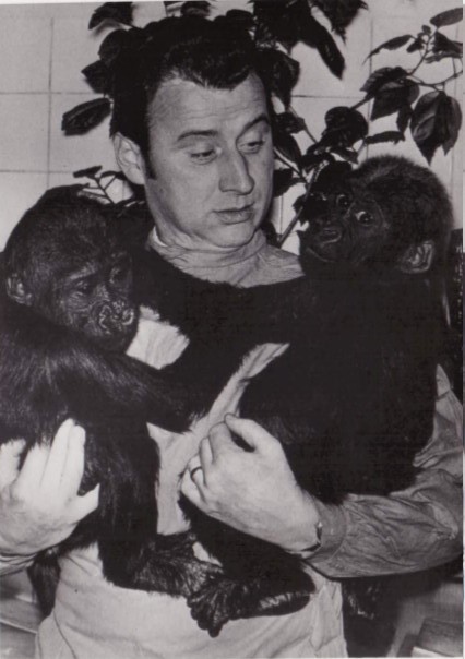 Josef Koutecký se dvěma gorilími mláďaty, která do Zoo Praha přišla v roce 1973. Jednu ze samiček ještě v Kamerunu zasáhla odražená kulka, kterou jí pak pan profesor na své klinice vyoperoval. Foto: Archiv prof. Kouteckého