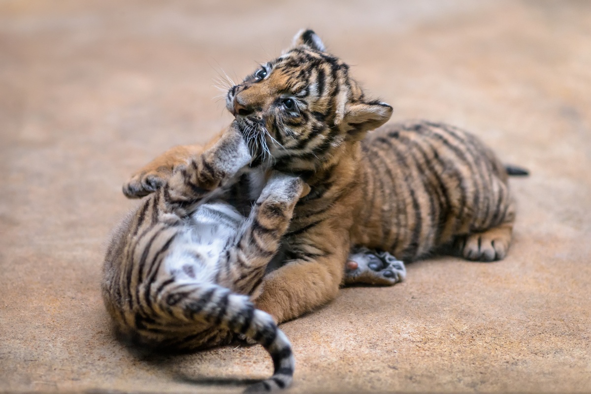 Foto: Petr Hamerník, Zoo Praha