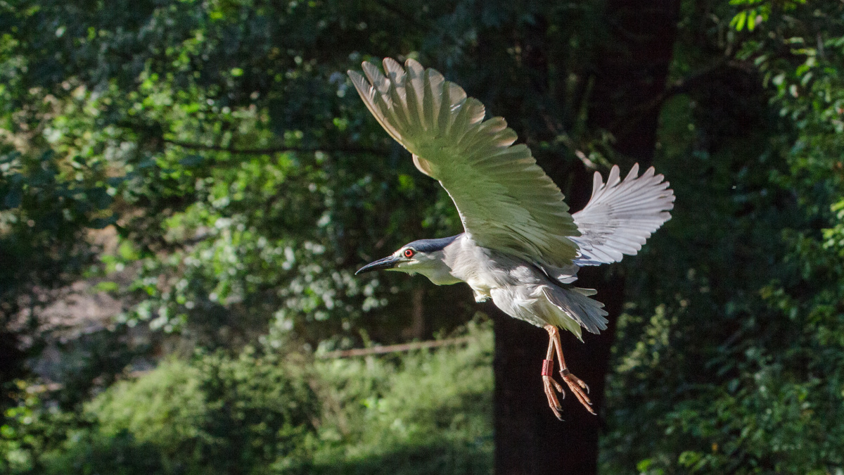 Foto: Miroslav Bobek, Zoo Praha