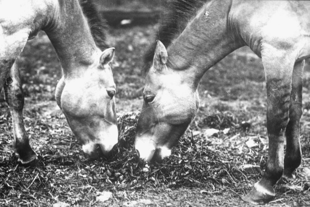 Hřebec Ali a klisna Minka, první koně Převalského v Zoo Praha. Foto: archiv Zoo Praha