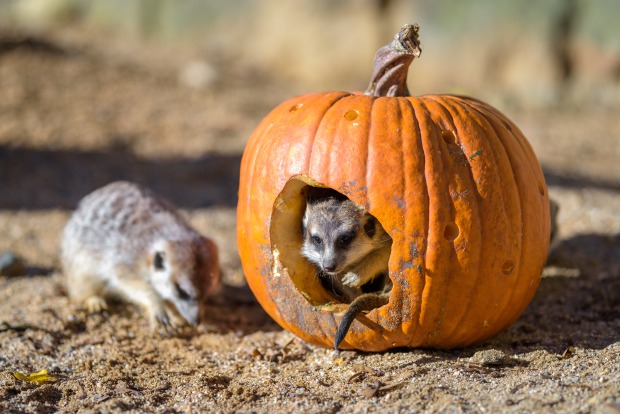 Dýně jako zpestření už surikaty dobře znají, stromečky ale dostaly úplně poprvé. Foto: Petr Hamerník, Zoo Praha 