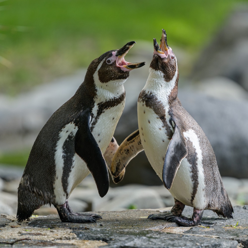 Tučňáci vytvářejí stabilní páry a každý má u nás svou hnízdní dutinu. Foto: Petr Hamerník, Zoo Praha