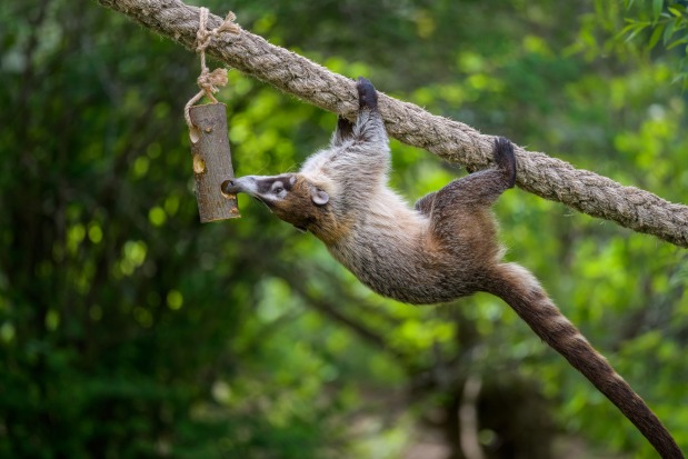 Nosálové velice obratně šplhají. Foto: Petr Hamerník, Zoo Praha