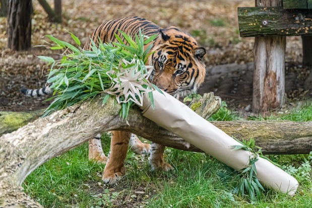 Ideální vánoční stromeček pro tygra sumaterského Falca. Foto: Petr Hamerník, Zoo Praha