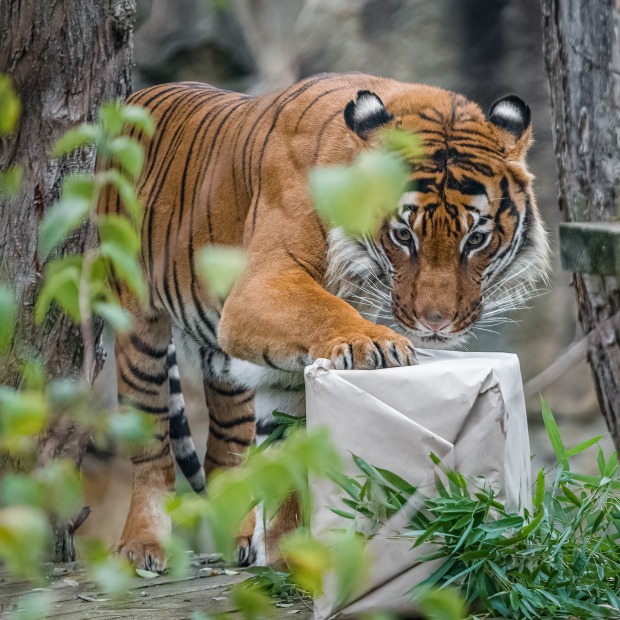 Tygr malajský Johann dostal od chovatelů dárkovou krabici s překvapením. Foto: Petr Hamerník, Zoo Praha