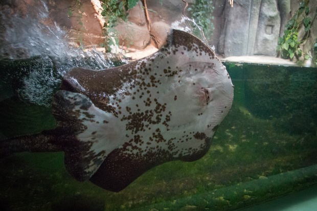 Takhle juchá trnucha! :-) Samce Otoronga baví, když ho bubliny lechtají na břiše. Foto: Tereza Mrhálková, Zoo Praha