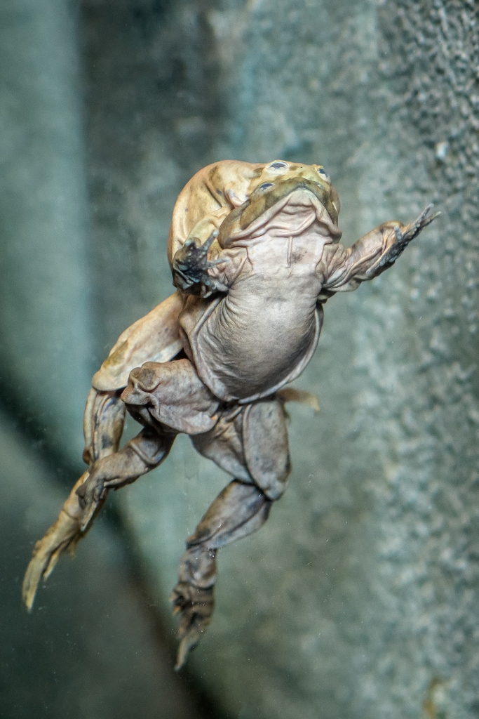 Visitors can watch the water frog pairs in an amplexus, where the males tightly embrace the females. It may be a sign that a suitable environment has been created for them. Photo: Petr Hamerník, Prague Zoo