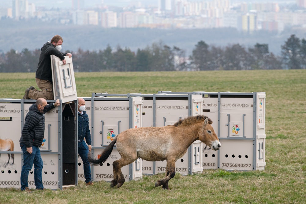 Z transportní bedny vybíhá první klisna, Gruhne. Foto: Petr Hamerník, Zoo Praha