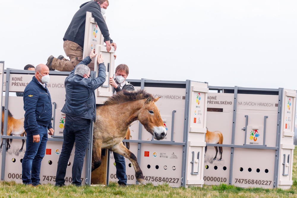 V pořadí druhá klisna, Lana, vybíhá na pražských Dívčích hradech z transportního boxu. Foto: Miroslav Bobek, Zoo Praha