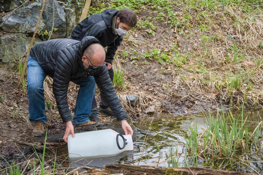 Ředitel Zoo Praha Miroslav Bobek a hydrobiolog Marek Šmejkal při vypouštění karasů obecných. Foto: Petr Hamerník, Zoo Praha 