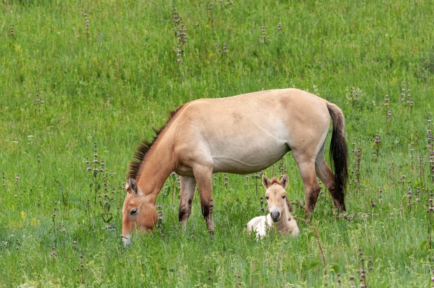 Takhin Tal, 2014-07-07 ● Jaroslav Šimek ● Nikon D300S, Nikon 300 mm, ISO 500, f/10, 1/640 s