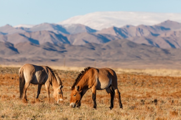 Takhin Tal, 2013-09-22 ● Miroslav Bobek ● Canon EOS 5D Mark III, Canon EF 100–400 mm, ISO 800, f/8, 1/1250 s