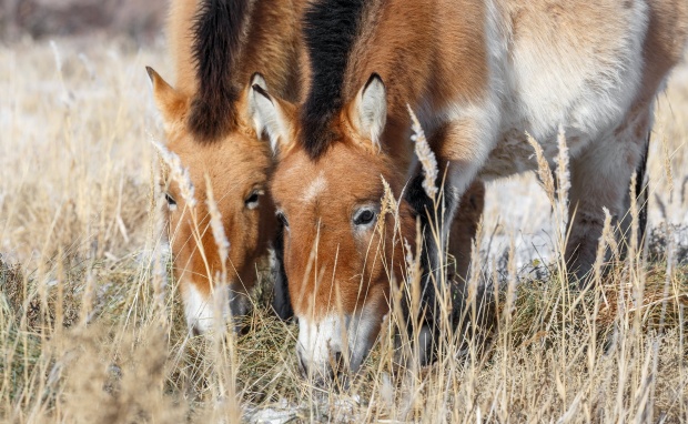 Khonin Us, 2017-01-08 ● Miroslav Bobek ● Canon EOS 5D Mark III, Canon EF 100–400 mm, ISO 200, f/10, 1/500 s