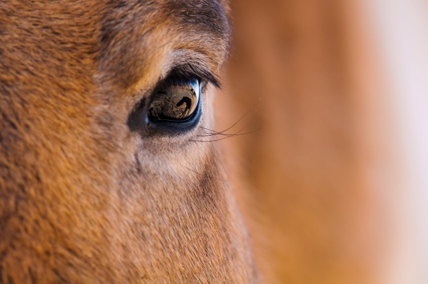 Khomiin Tal, 2011-10-22 ● Petr Jan Juračka ● Nikon D300, Nikon 180 mm, ISO 200, f/5.6, 1/320 s