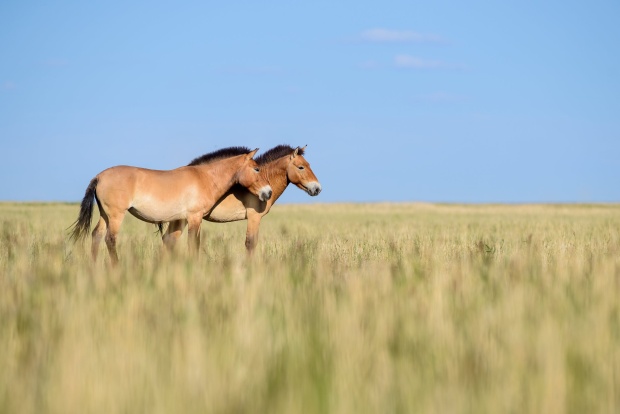 Khonin Us, 2013-06-30 ● Petr Jan Juračka ● Nikon D800, Nikon 300 mm, ISO 100, f/5, 1/2000 s