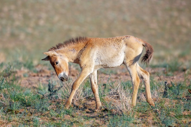 Khomiin Tal, 2019-06-29 ● Miroslav Bobek ● Canon EOS 5D Mark III, Canon EF 100–400 mm, ISO 400, f/9, 1/1250 s