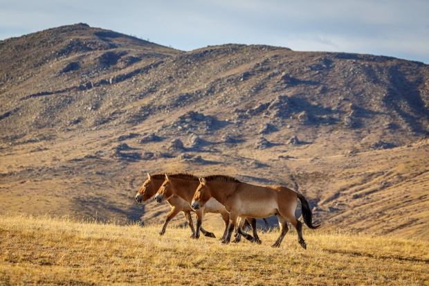 Hustain Nuruu, 2019-10-06 ● Miroslav Bobek ● Canon EOS 5D Mark III, Canon EF 100–400 mm, ISO 1000, f/9, 1/1250 s