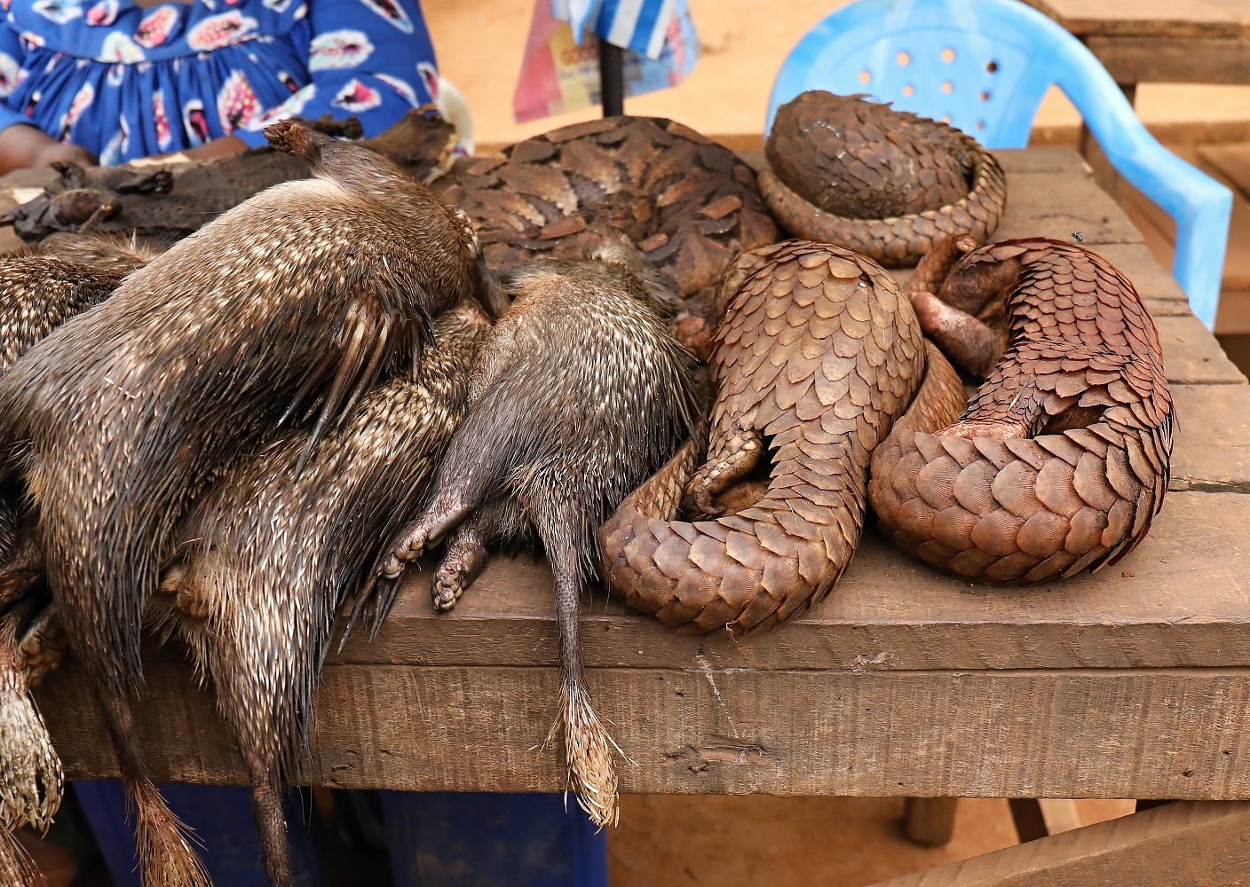 Bushmeat at a market not far from the centre of the Cameroonian capital Yaoundé – African brush-tailed porcupines, Gaboon viper and three pangolins. Photo: Miroslav Bobek, Prague Zoo