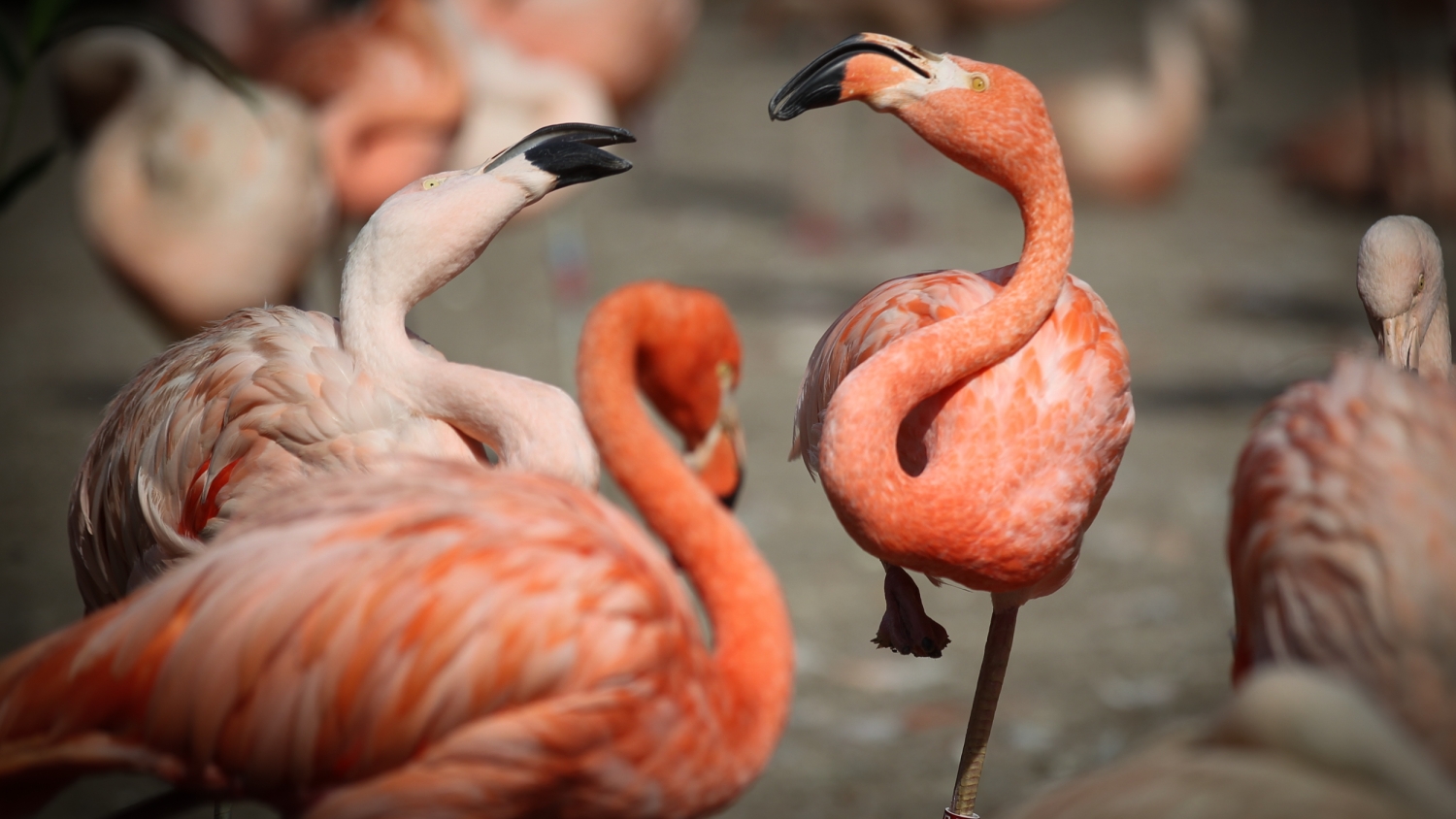 Foto: Tereza Mrhálková, Zoo Praha
