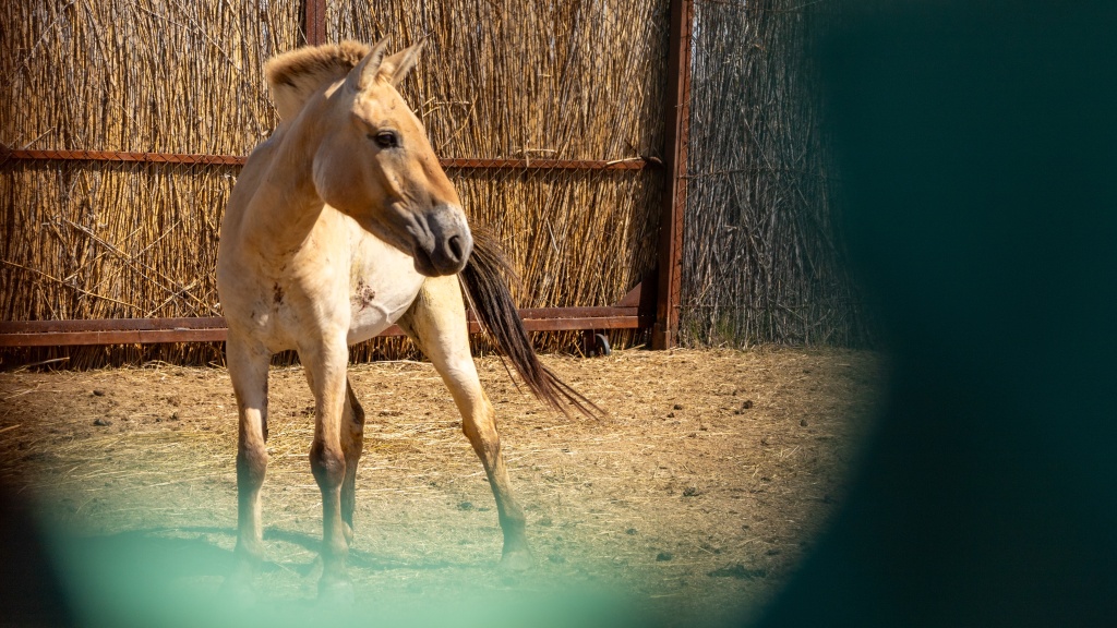 Zeta II separated in a small enclosure in a photo from the end of May. Photo: Kristýna Čechlovská, Prague Zoo